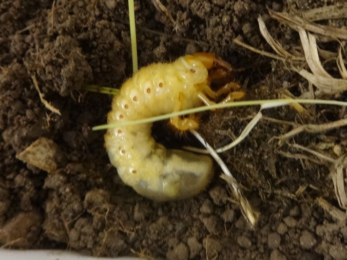 Common cockchafer larva - third larval stage