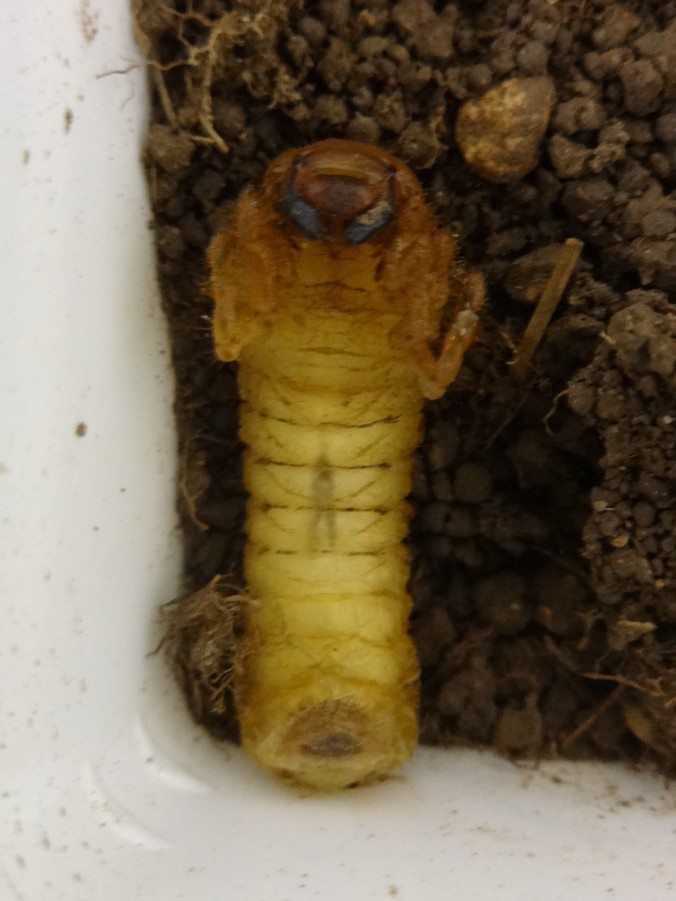Common cockchafer larva starting to pupate